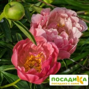 Условия для успешного выращивания